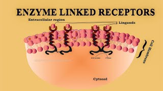 Enzyme Linked Receptors  Transmembrane Enzyme Linked Receptors [upl. by Tarton]