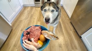 What Feeding Raw Breakfast Every Morning Looks Like With My Husky [upl. by Otreblide]