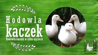 Hodowla kaczek w kilku ujęciach [upl. by Alhahs]