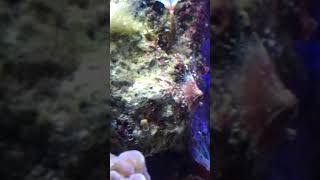 Marine Limpets in aquarium [upl. by Zsazsa]