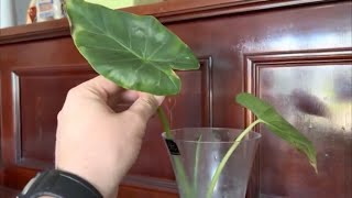 Can Elephant Ears Alocasia Grow In Water [upl. by Hound414]