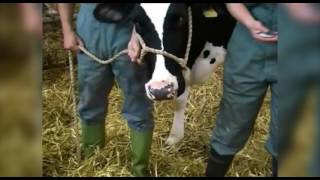 Cattle restraint methods [upl. by Yssis]