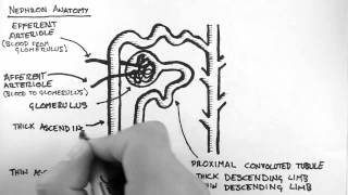 Renal Anatomy 2  Nephron [upl. by Lammond]