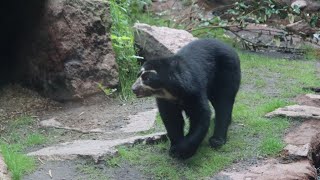 Brillenbär  Andean Bear Tinka  Tierpark Berlin 2024 [upl. by Binky234]