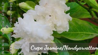 Crepe Jasmine  Nandyarvattam  Ayurvedic uses and medicinal benefits [upl. by Dahcir]