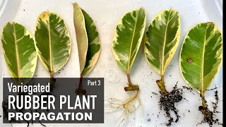 Rubber Plant Ficus Elastica Ficus Tineke  Care amp Propagation  Indoor Plants  Part 3 [upl. by Frentz]