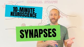 10Minute Neuroscience Synapses [upl. by Octavie]