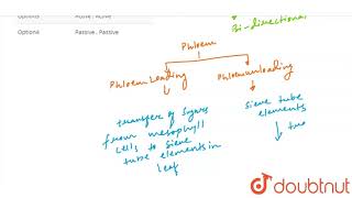 Phloem loading and unloading process are respectively [upl. by Neelat]