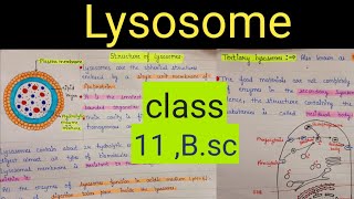 lysosome structure  lysosome structure and functions  lysosome structure and functions class 11 [upl. by Nitsyrc]