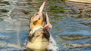 Feeding Frenzy at Gatorland Florida Watch Massive Crocs Leap for Chicken crocodiles [upl. by Martainn989]