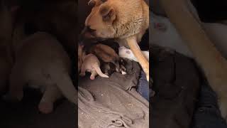 Puppy Fights for Mother Dog Attention So Cute 🐶 puppytales funnypuppy puppysnuggles [upl. by Llemmart]