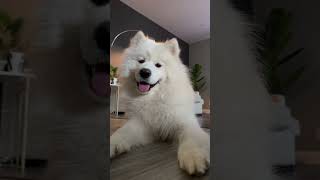 Why he so cute 🥹🥰 samoyed dog barking cute cutedog doglover puppy happydog [upl. by Helprin]