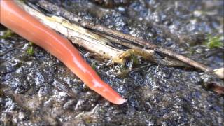 The Australian Flatworm Australoplana Sanguinea [upl. by Aihsenad482]