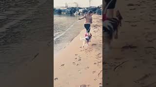 Sunset in Golden bay ☀️🐕 beach ytshorts youtubeshorts [upl. by Daphie420]