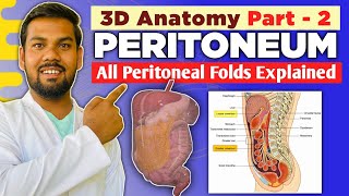 Part  2 Greater amp Lesser Omentum Mesentry Mesoappendix Transverse amp Sigmoid Mesocolon Explained [upl. by Marlin]