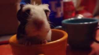 Baby Guinea Pig Sitting in Teacup Squeaking [upl. by Ohcirej]