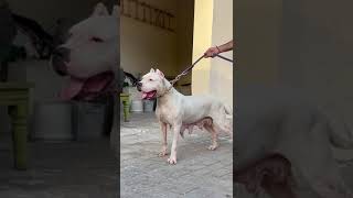 Seen the Quality of dogo Argentino 9897654277 [upl. by Ecarret]