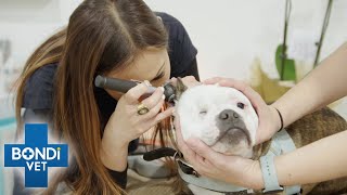 Poor Dog Won’t Stop Scratching Himself 😥  Bondi Vet [upl. by Dhiren]