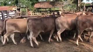 Brown Swiss x Brahman bred heifers they will mature into a great set of Cows [upl. by Siubhan]