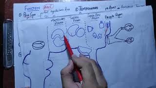 Neuronantomy Chapter 13 part 2Hypothalamusconnections of HypothalamusHypothalamus functionmbbs [upl. by Calypso]