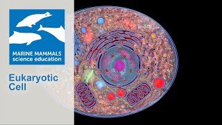 3D Model of a eukaryotic cell [upl. by Bab636]