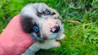 Border Collie Pups at feeding time 6 weeks old [upl. by Ynottirb617]