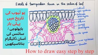 How to Draw labelled Diagram of Transpiration through leaves in plants in easy way [upl. by Ahseek]