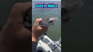 Baby 7 Gill Shark  Get’n Nibz [upl. by Fe]