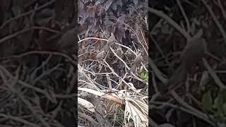 Speckled Mousebird feeds her baby birds birds EleenVorster [upl. by Mayap]