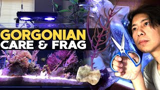 How to Frag amp Grow Gorgonian  Sea Fan 🌊 [upl. by Robson432]