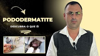 PODODERMATITE em CÃES descubra O QUE é [upl. by Katuscha]