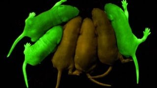 Glowing Rats and Extreme Genetic Engineering [upl. by Ecreip]