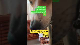 Malala ang sipon ni coffe alagang aso shorts trending pets doglover [upl. by Shetrit625]