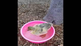 Preschool Children Taking Care of Bird [upl. by Soloma]