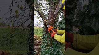 💡Comment retirer une branche sans éclater les fibres de larbre arboristjardinastucearbrevevor [upl. by Olodort]