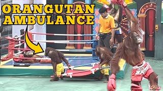 Orangutan Muay Thai Kickboxing in Thailand [upl. by Shurlock]