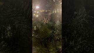 Here Comes Santa Cat shorts santa asmr [upl. by Bury687]