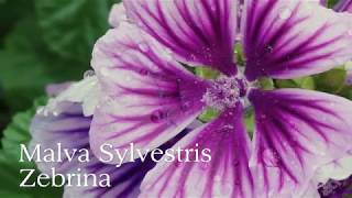 Malva Sylvestris Zebrina [upl. by Atsejam]