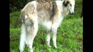 National Borzoi Rescue Foundation NBRF [upl. by Ragas]