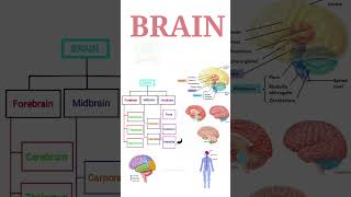 BRAIN  Midbrain  Hindbrain parts  Their function   In summary form 2 [upl. by Vevay]