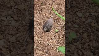 Yellow billed Babbler baby [upl. by Ennirroc41]