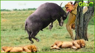 30 Chases Of Wild Buffalo vs Lion The Hunter Fails Before The Ferocious Prey  Animal Fights [upl. by Moor]