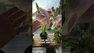 How To Stop Your Amaryllis From Falling Over  Genius Hack From Alaska [upl. by Knudson]