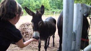 7112011  Green Split Peas For Horses [upl. by Us]