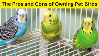 Bird Ownership What You Need to Know [upl. by Nnaegroeg487]