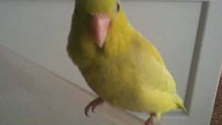 Yellow Parrotlet chirps tricks Parrotletbirds [upl. by Stark439]