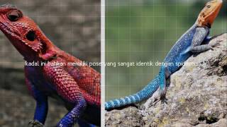 Kadal Spiderman  Mwanza Flat Headed Agama Lizard [upl. by Attey]