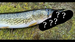 The Best Lure for Chain Pickerel [upl. by Nwad369]