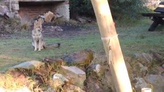 Feeding a wild Pampas fox Lycalopex gymnocercus in Uruguay [upl. by Musihc]