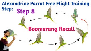 Step 8 Boomerang recall training alexandrine baby parrot free flight trainingbird trainingPFFACT [upl. by Pepin]